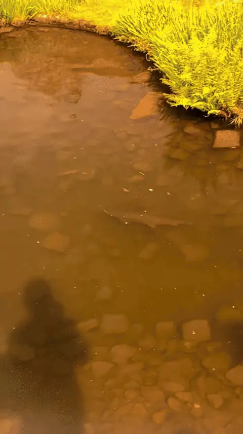 Vision sous l'eau