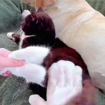 Kot relaksujący się podczas czyszczenia