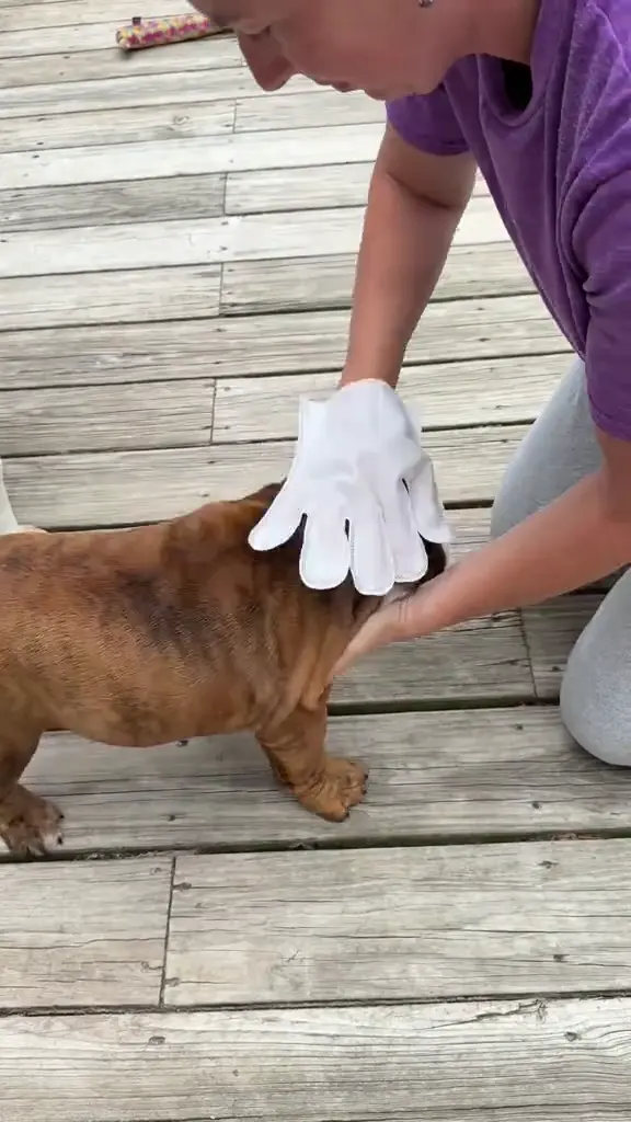 Pielęgnacja buldoga