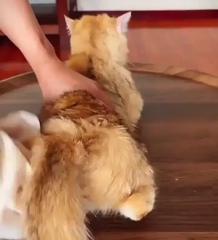 Czyszczenie pyszczka kota