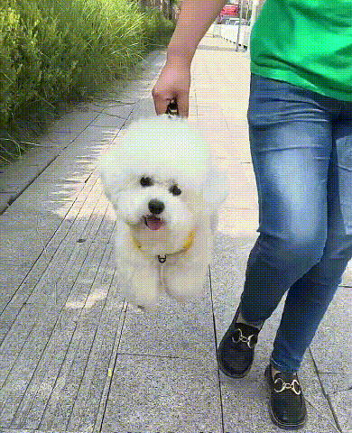 DogFlex™ – szybkie zakładanie i stabilne dopasowanie